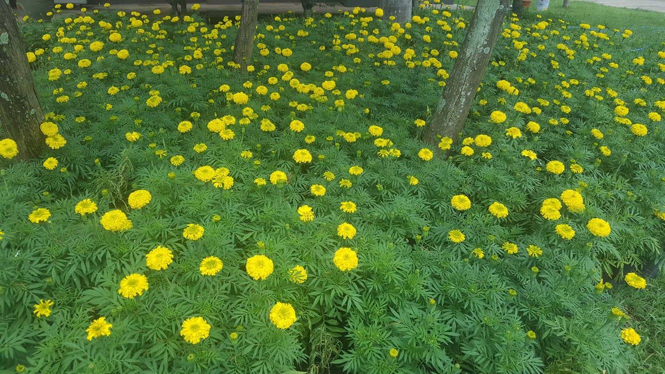 23585088_10210272842971862_13782416_o